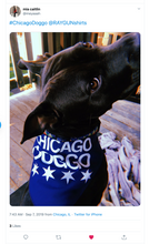Load image into Gallery viewer, Chicago Doggo Dog Bandana
